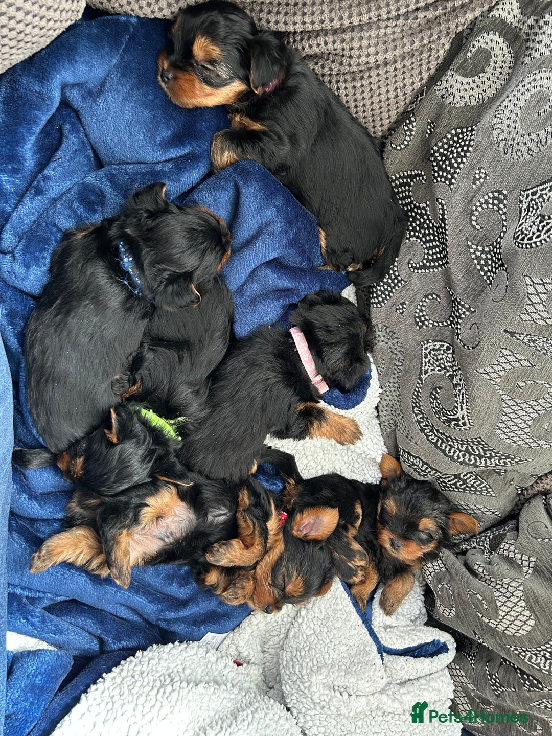 Yorkshire Terrier dogs for sale: Ready to leave  - Image 8