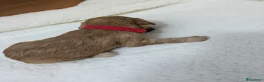 Cockapoo 6