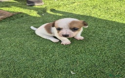 Border Terrier dogs for sale: Border terrier puppies  - Image 4