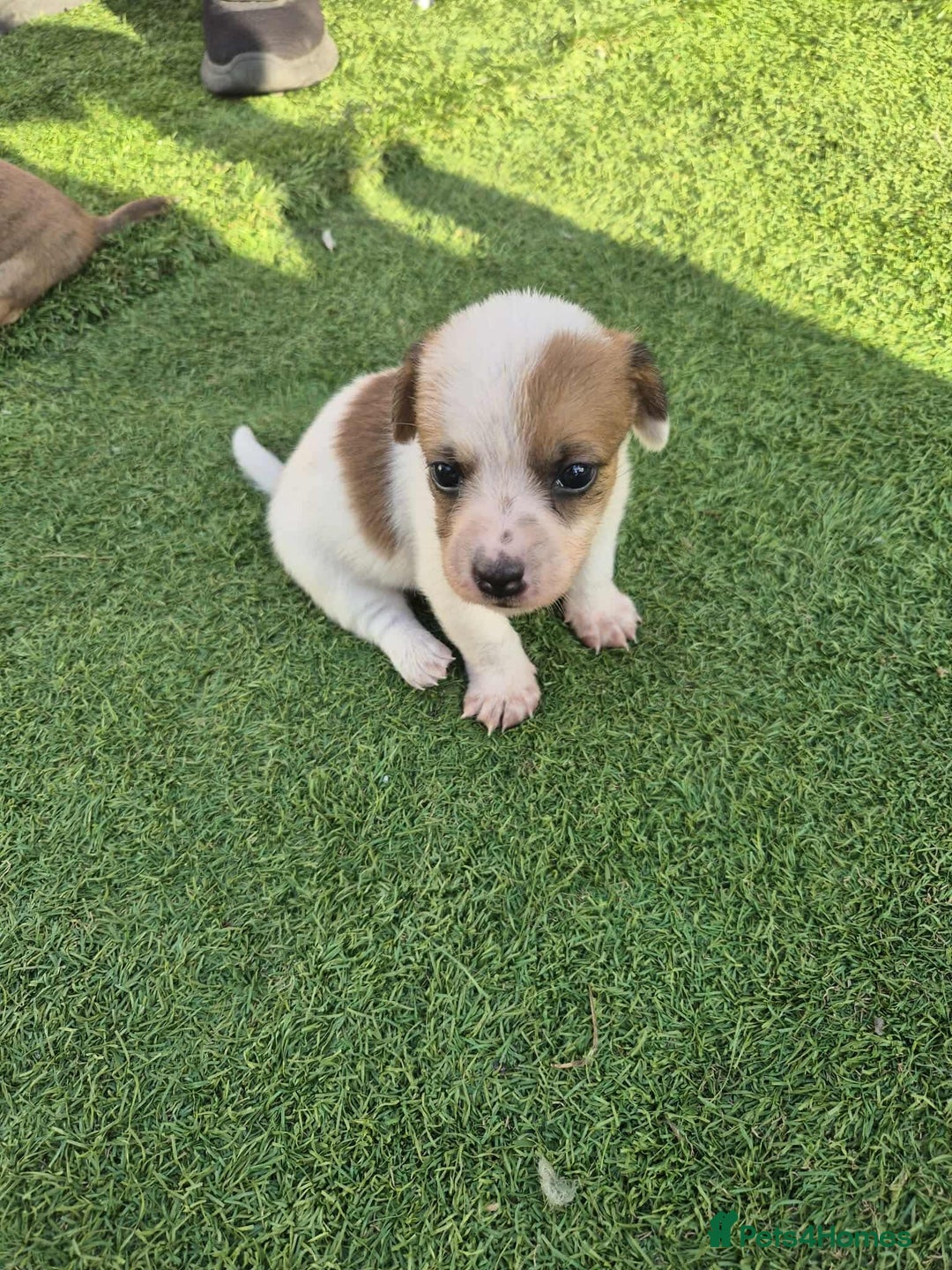 Border Terrier dogs for sale: Border terrier puppies  - Image 4