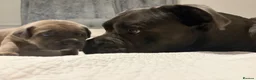 Cane Corso dogs for sale: Cane corso pups  in Dinas Powys - Advert 13