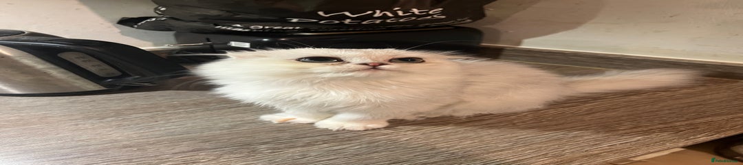 Scottish Fold Kitten 1