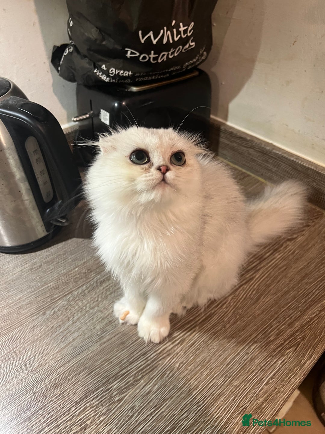 Scottish Fold cats for sale: Scottish Fold Kittens Ready for Loving Homes - Image 5