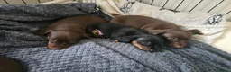 Miniature Dachshund dogs for sale: Miniature dachshund  in Wigton - Advert 2