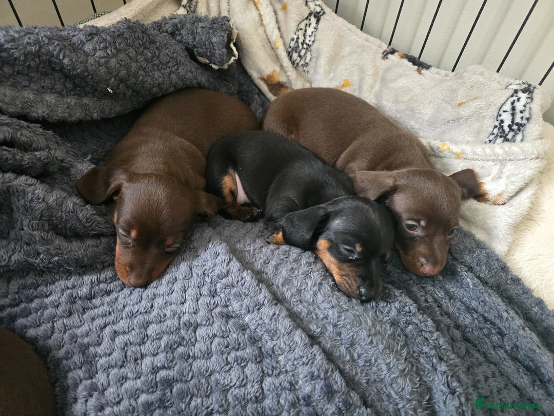Miniature Dachshund dogs for sale: Miniature dachshund  in Wigton - Advert 2