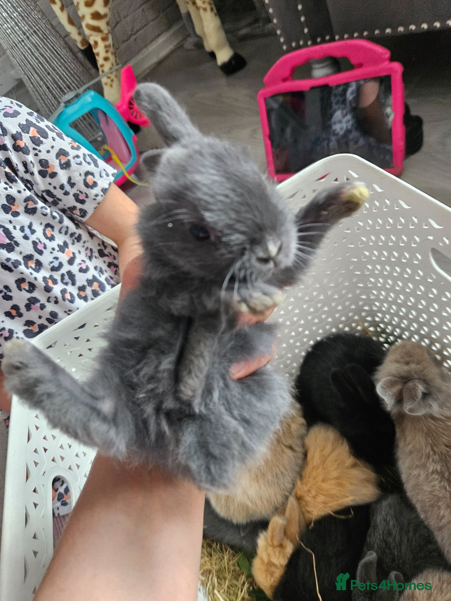 Mixed Breed rabbits for sale: Baby bunny's  - Advert 5
