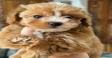 Maltipoo dogs - Advert 8