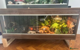 Python Snake reptiles for sale: Male fire het clown Ball Python - Image 4