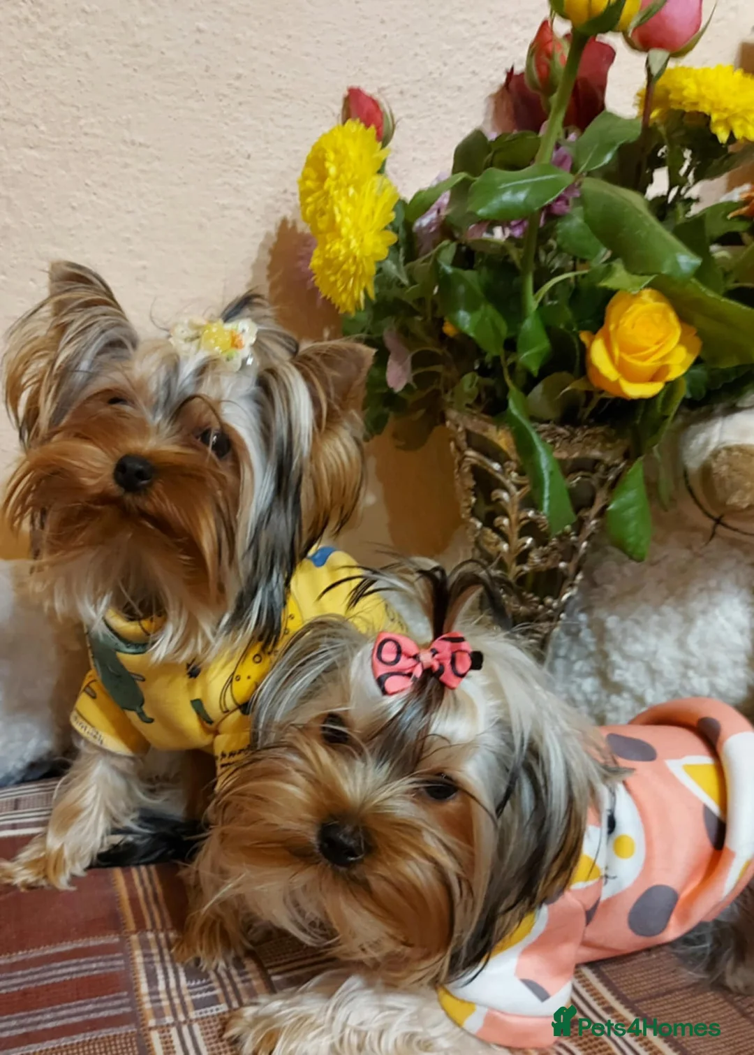 Yorkshire Terrier dogs for sale:  **  Yorkshire Terrier Boys - Advert 2