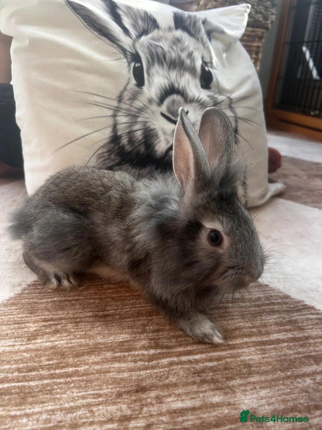 Lionhead rabbits for sale: Six lionhead babies for sale £50 each - Advert 2