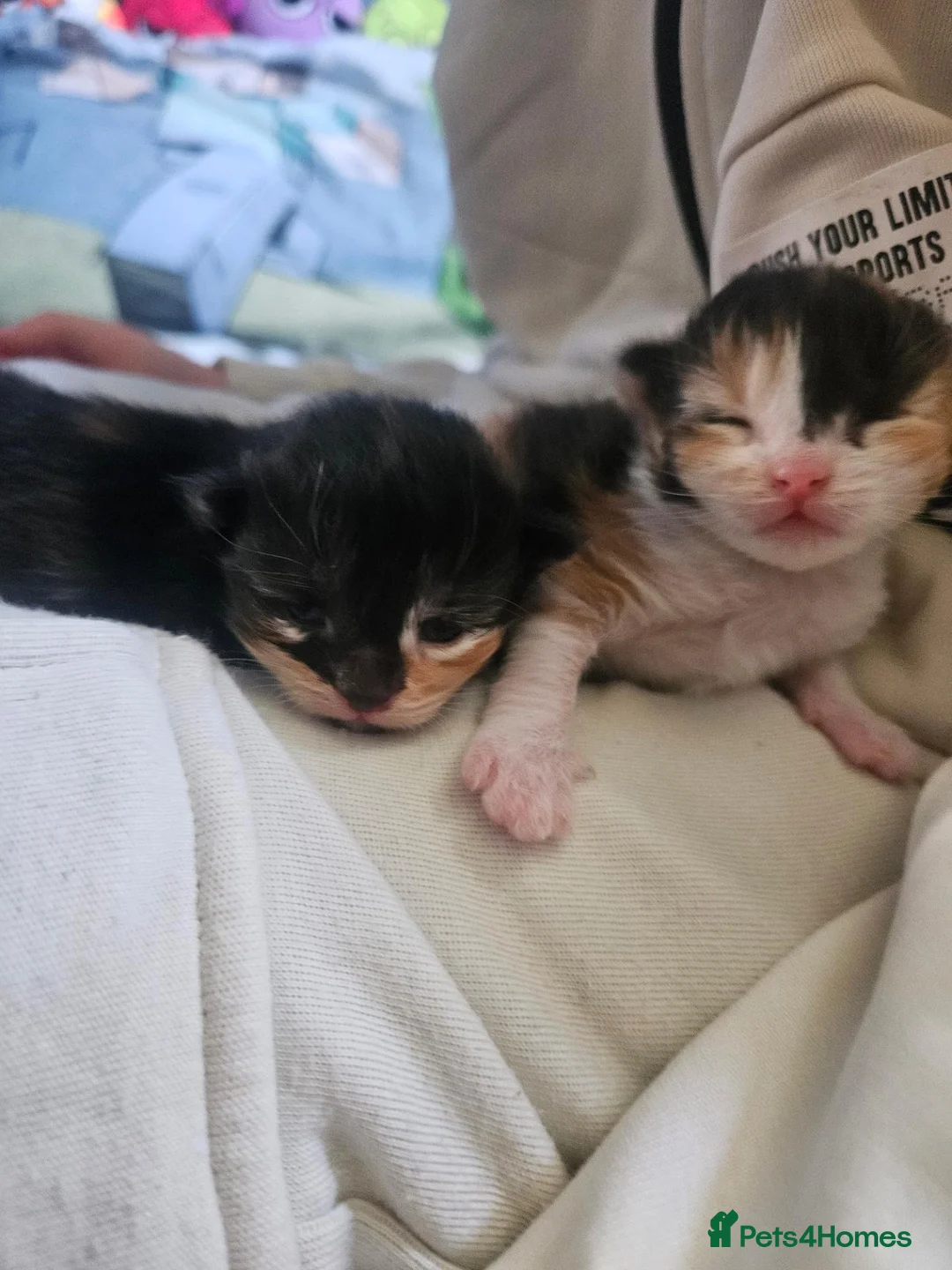 Mixed Breed cats for sale: Beautiful kittens for sale - Advert 6