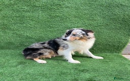 Australian Shepherd dogs for sale: Australia shepherd Kc puppies  - Image 38