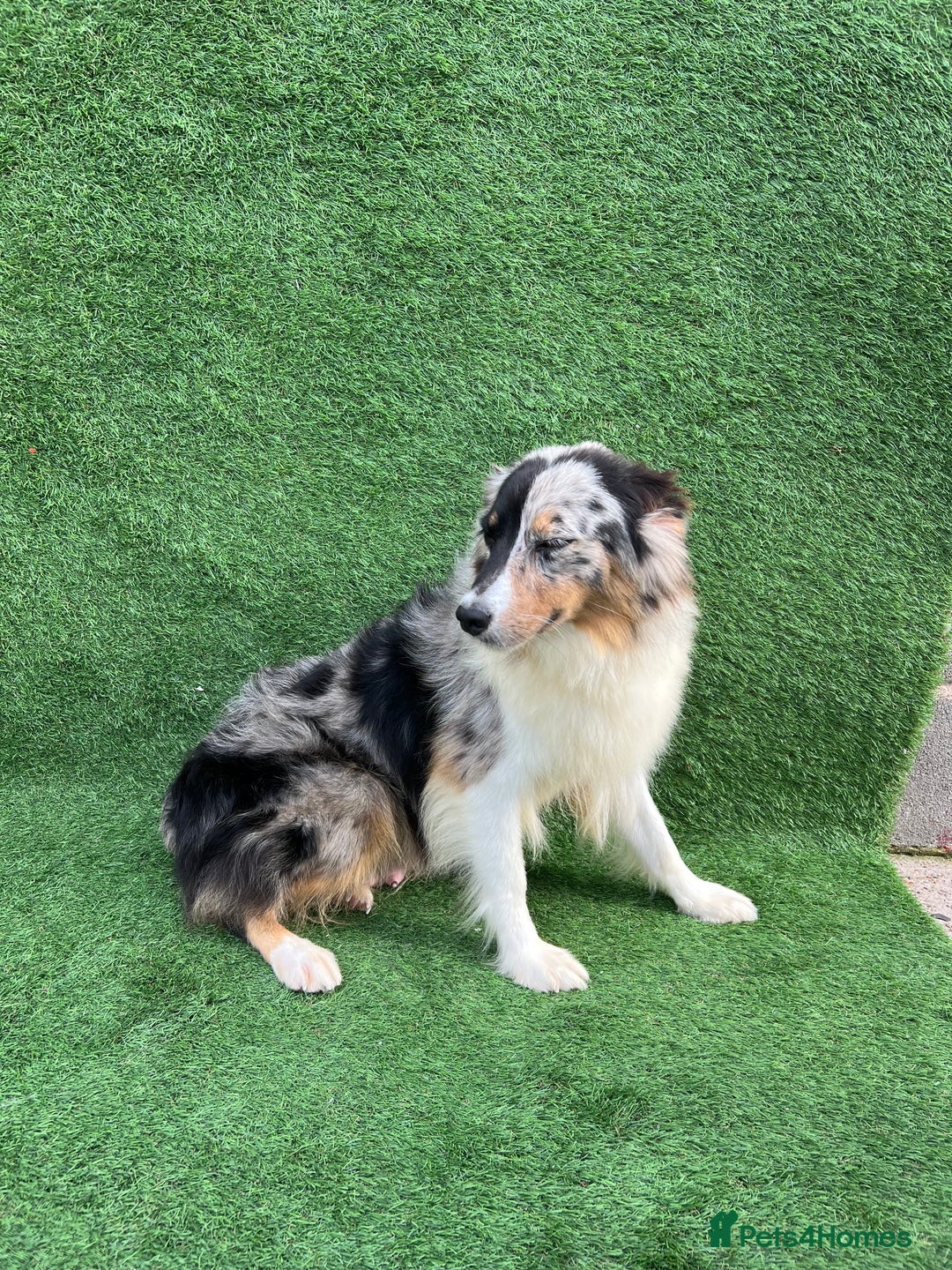 Australian Shepherd dogs for sale: Australia shepherd Kc puppies  - Image 38