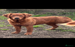 Golden Retriever dogs for sale: Fully health tested kennel club registered puppies - Image 8