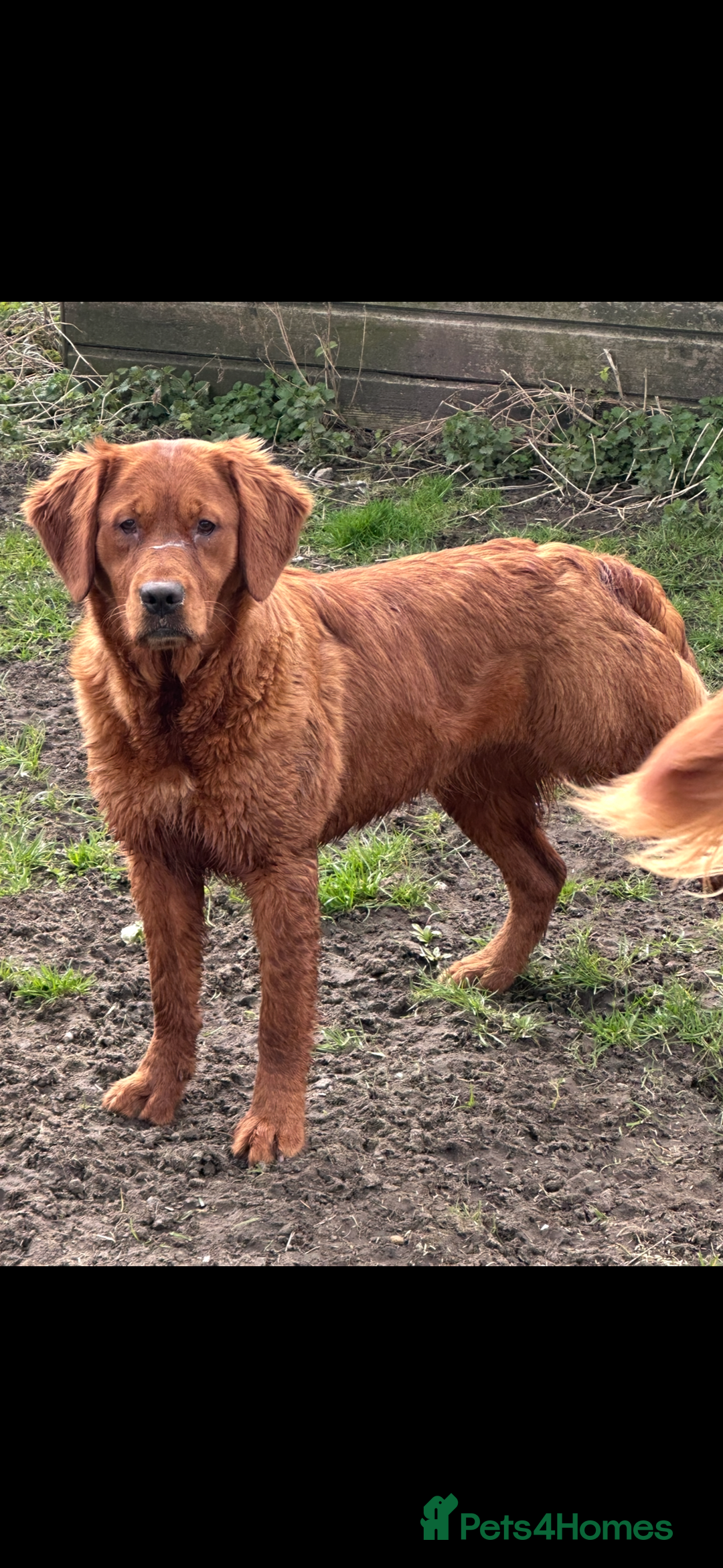 Golden Retriever dogs for sale: Fully health tested kennel club registered puppies - Image 8