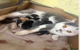 British Shorthair cats for sale: BSH adorable red tabby/ chocolate/ bicolour  - Image 16