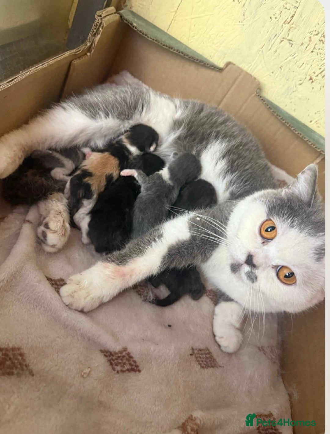 British Shorthair cats for sale: BSH adorable red tabby/ chocolate/ bicolour  - Image 16