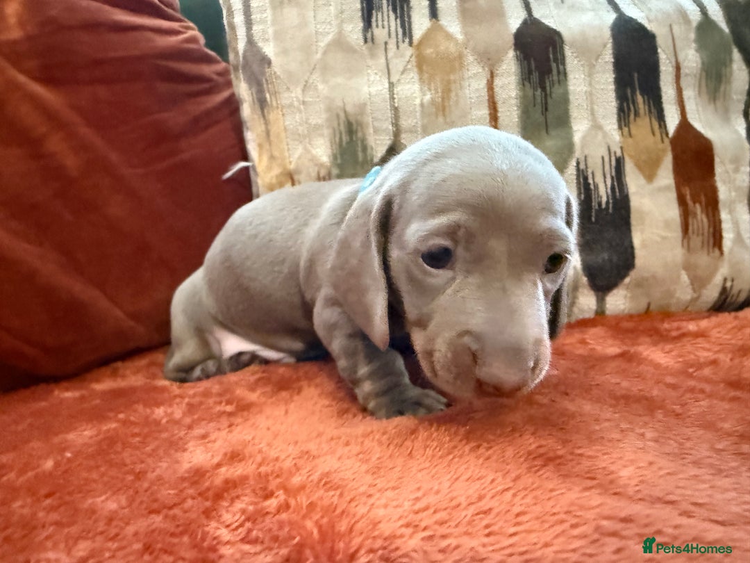 Miniature Dachshund dogs for sale: KC Reg Isabella & Tan Miniature Dachshund Puppies - Advert 7