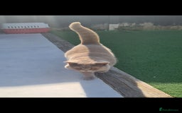 British Shorthair cats for sale: Chunky GCCF Registered Active Stud for Sale  - Image 7