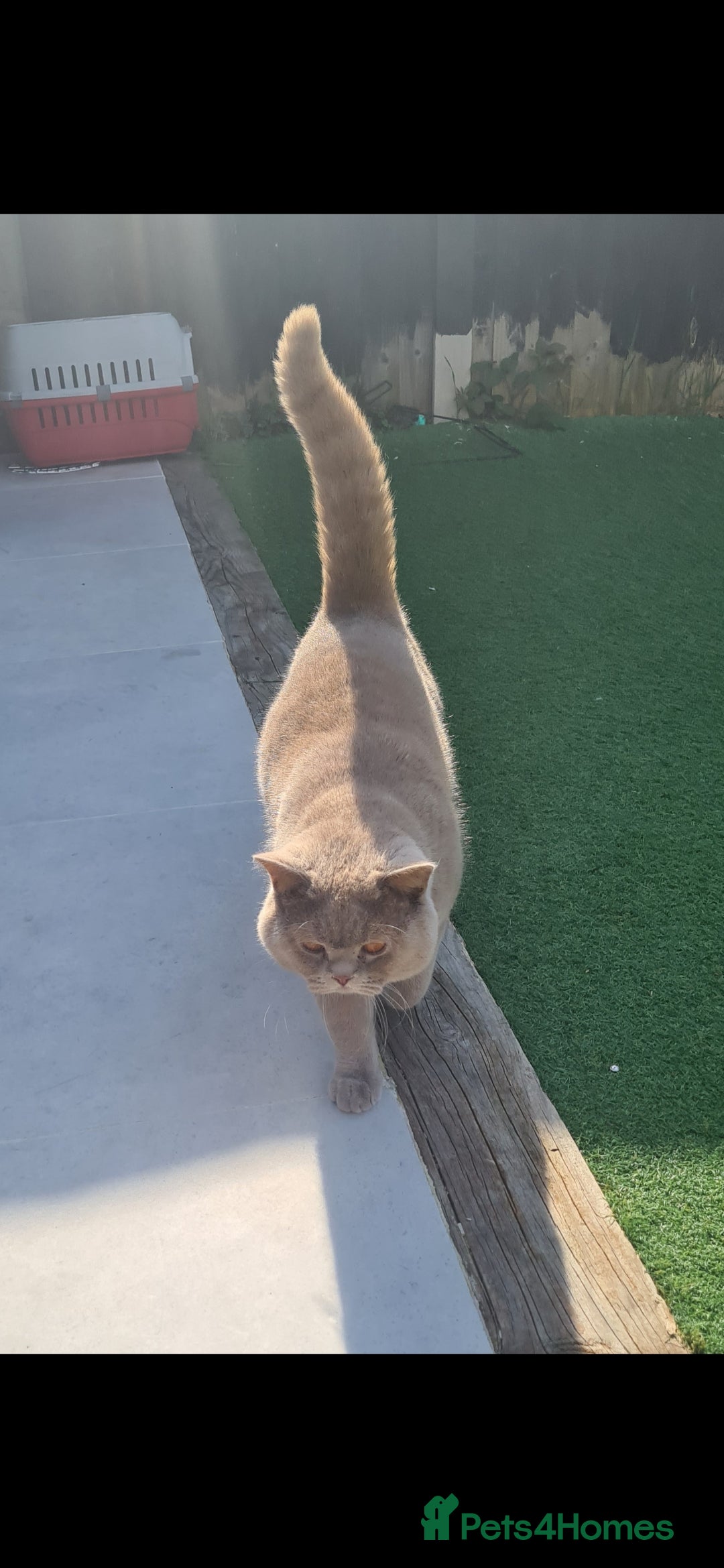 British Shorthair cats for sale: Chunky GCCF Registered Active Stud for Sale  - Image 7