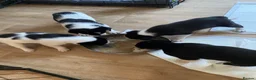 Border Collie dogs for sale: Border collies  - Advert 3