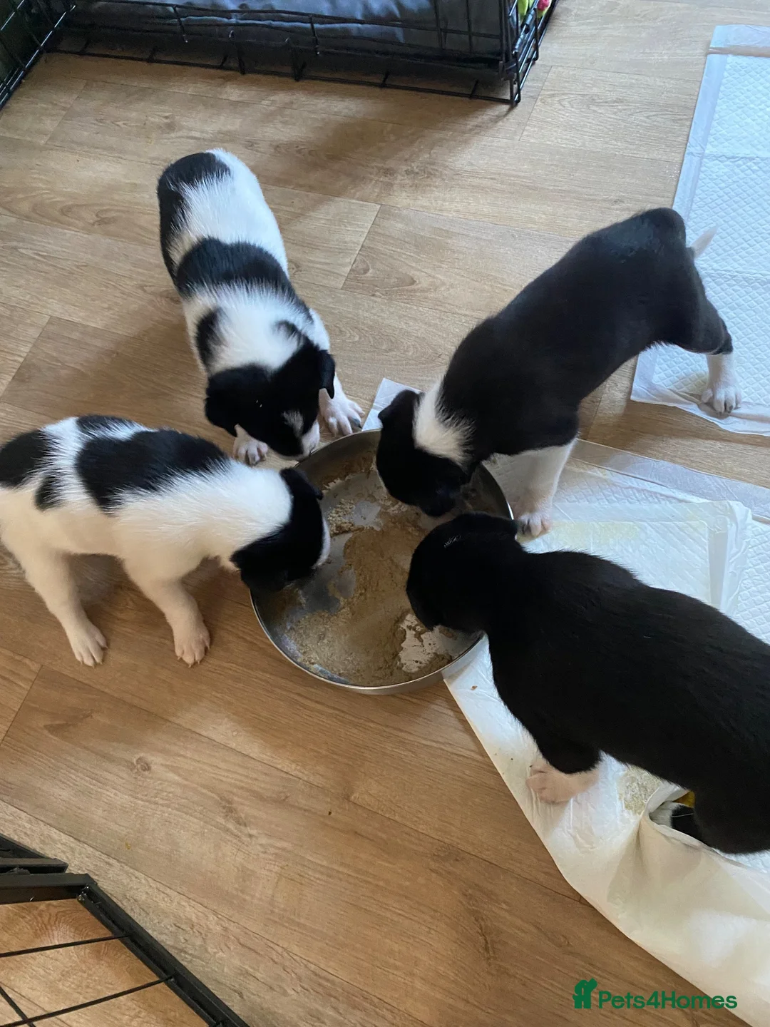 Border Collie dogs for sale: Border collies  - Advert 3