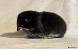 Mini Lop rabbits for sale: Pure mini lop babies to reserve  - Image 6