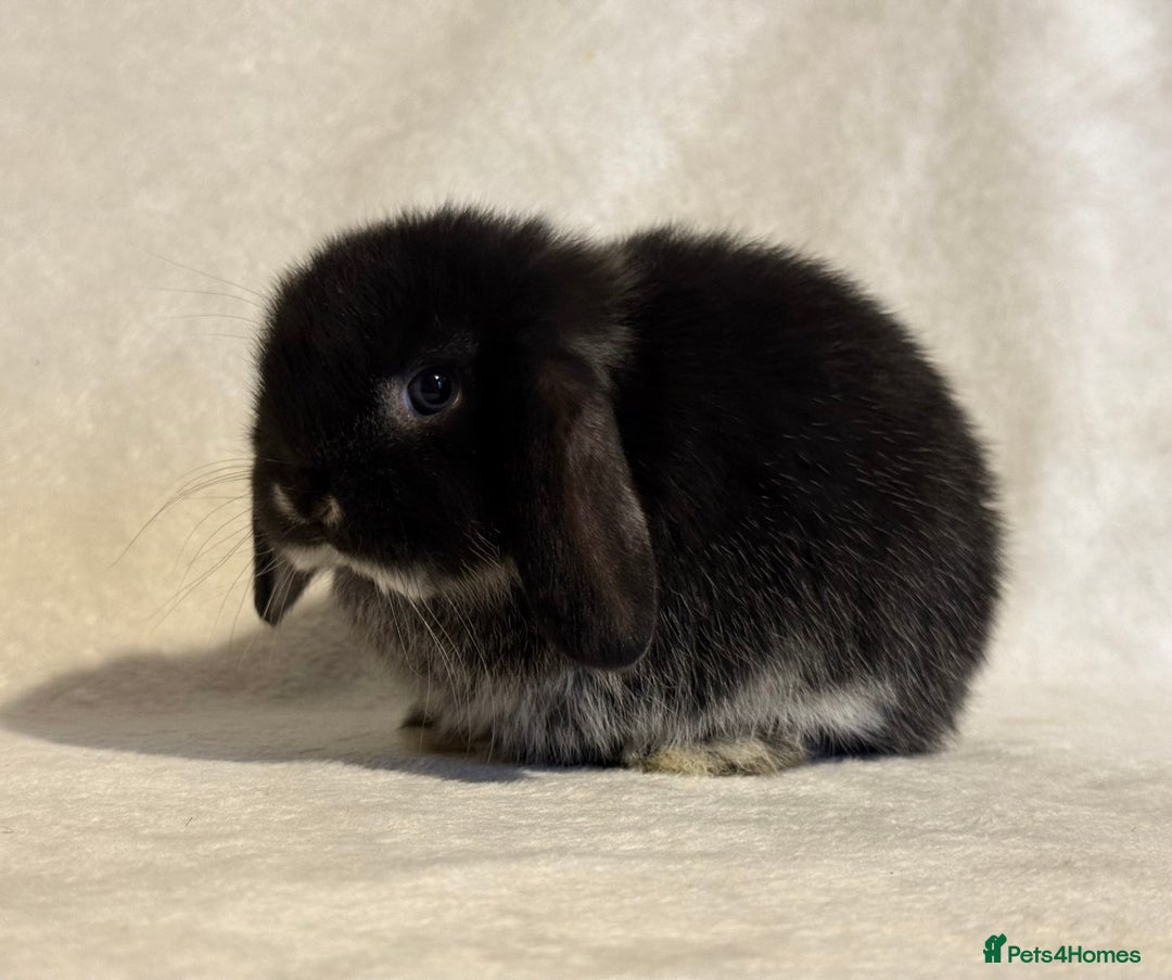 Mini Lop rabbits for sale: Pure mini lop babies to reserve  - Image 6