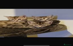 Mixed Breed cats for sale: Half bengal / tabby’s  - Image 8