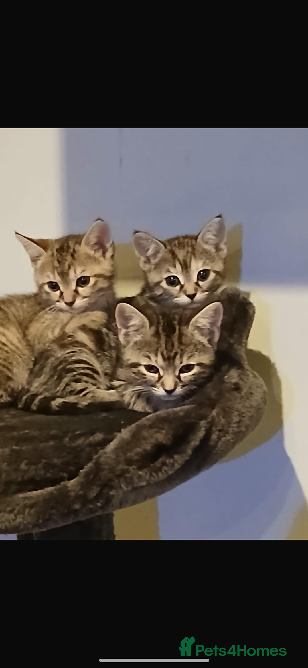 Mixed Breed cats for sale: Half bengal / tabby’s  - Image 8