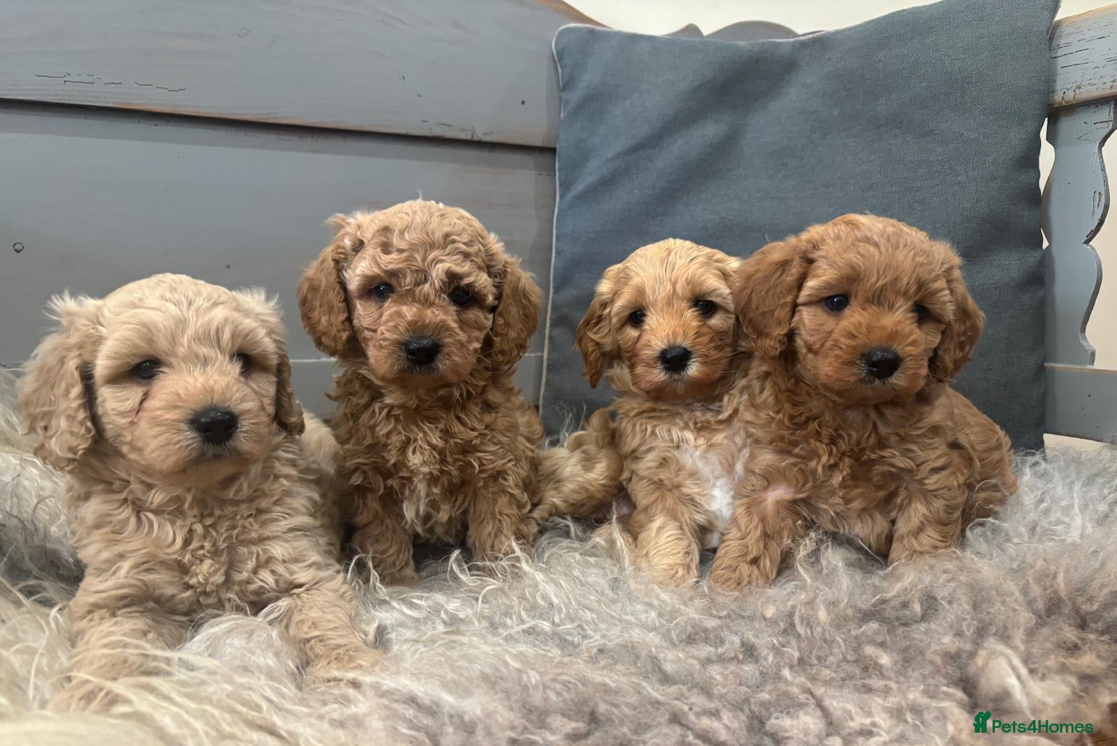 Cavapoochon dogs Beautiful Cavapoochon Puppies - Advert 2