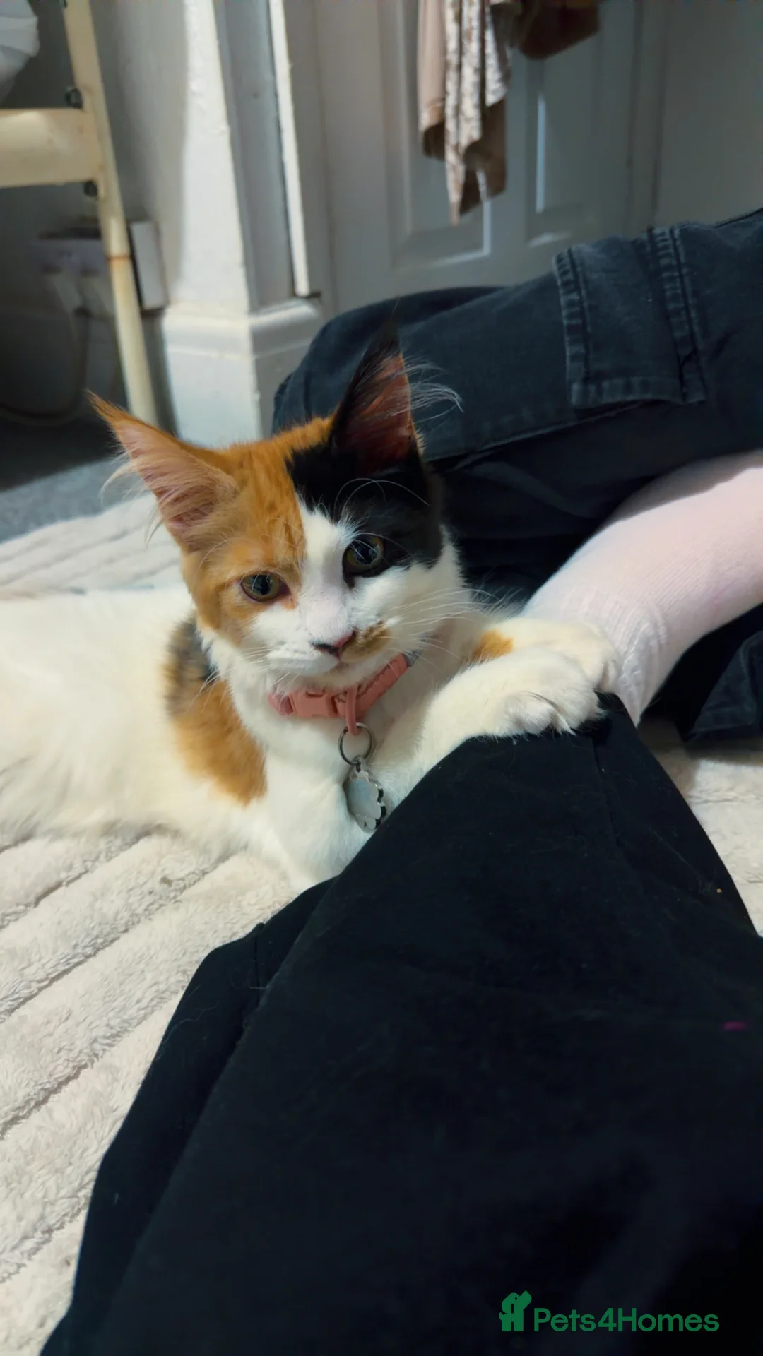 Maine Coon cats for sale: Beautiful female Maine coon - Advert 6