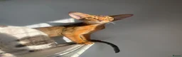 Abyssinian cats for sale: Adorable Abyssinian kittens - Advert 10