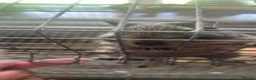 Degus rodents for sale: Two male bonded degus looking for a new home - Advert 5