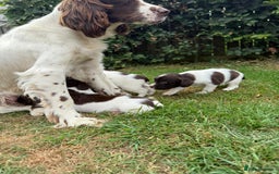 English Springer Spaniel dogs for sale: 2 Lovely Male Springer Spaniels - Image 35