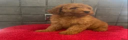 Miniature Poodle dogs for sale: Stunning Fox Red Minature Poodle Pups  - Advert 20