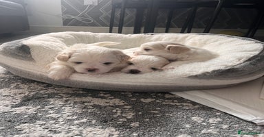 Maltese dogs - Advert 1