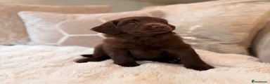 Labradoodle 1