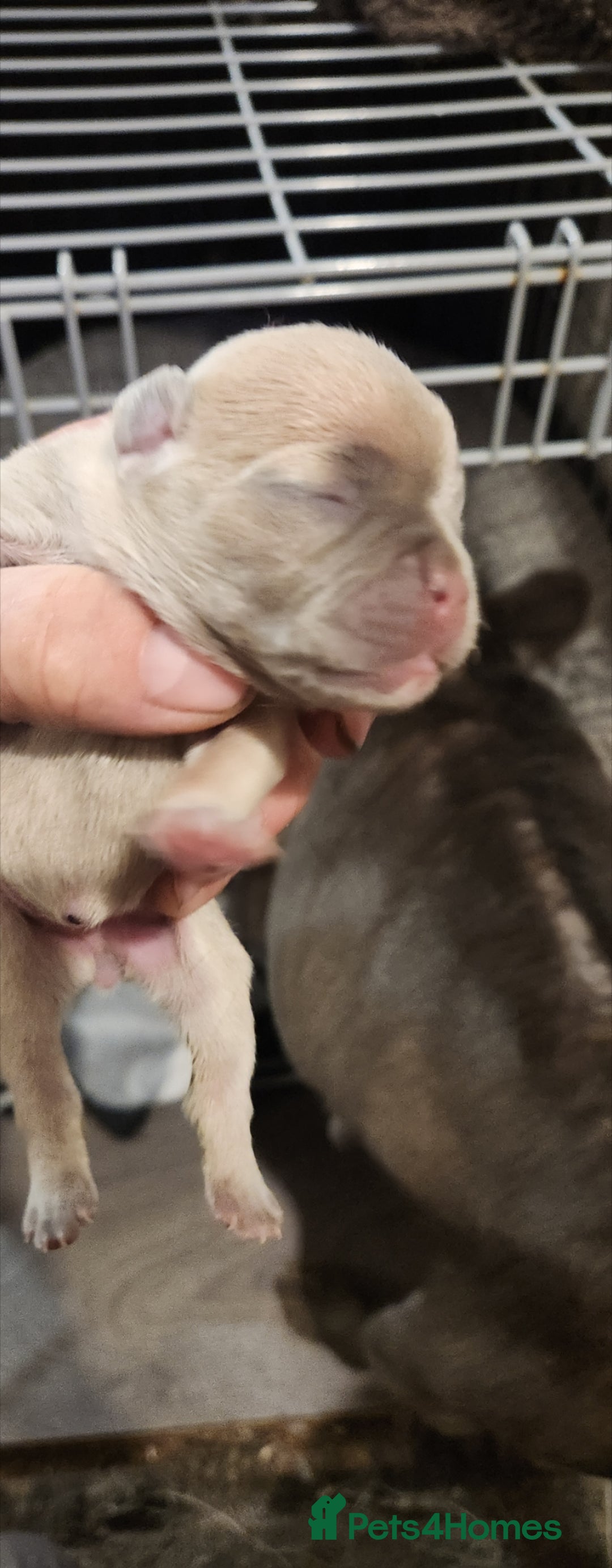 French Bulldog dogs for sale: French bulldog  - Image 4