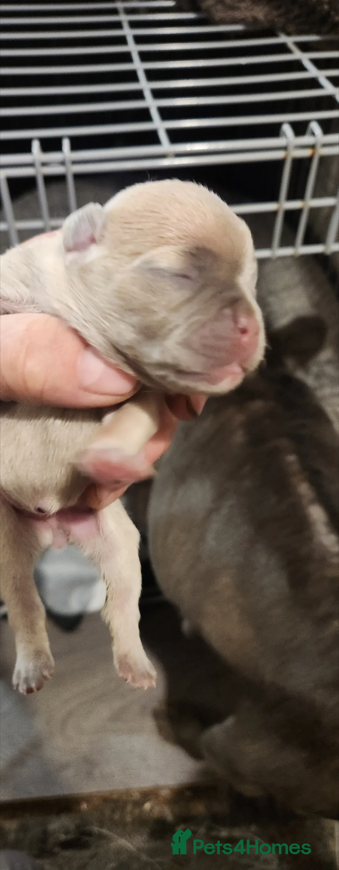 French Bulldog dogs for sale: French bulldog  - Advert 4