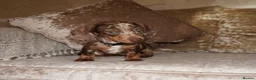 Miniature Dachshund dogs for sale: Beautiful boy dachshund puppy (1 left)  in Tilbury - Advert 6