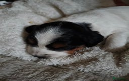 Mixed Breed dogs for sale: Gorgeous Cocker Bassett x Shichon pups  - Image 12