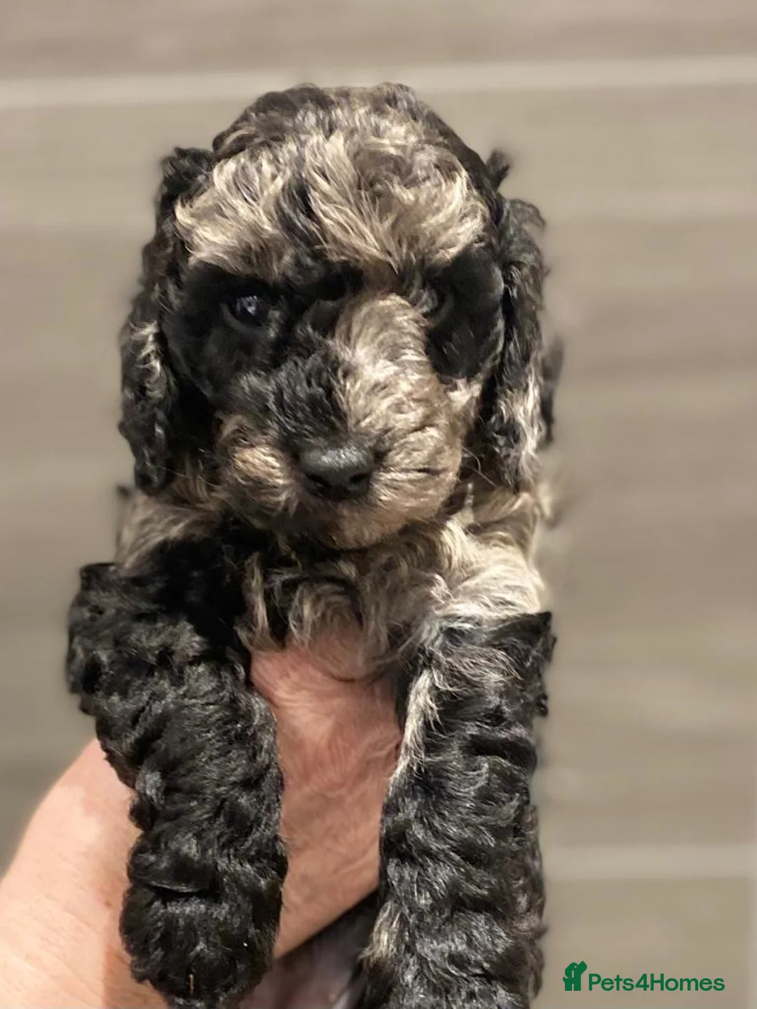 Miniature Poodle dogs for stud: Blue Merle Miniature Poodle (PROVEN) Health Tested in Sunderland - Advert 7