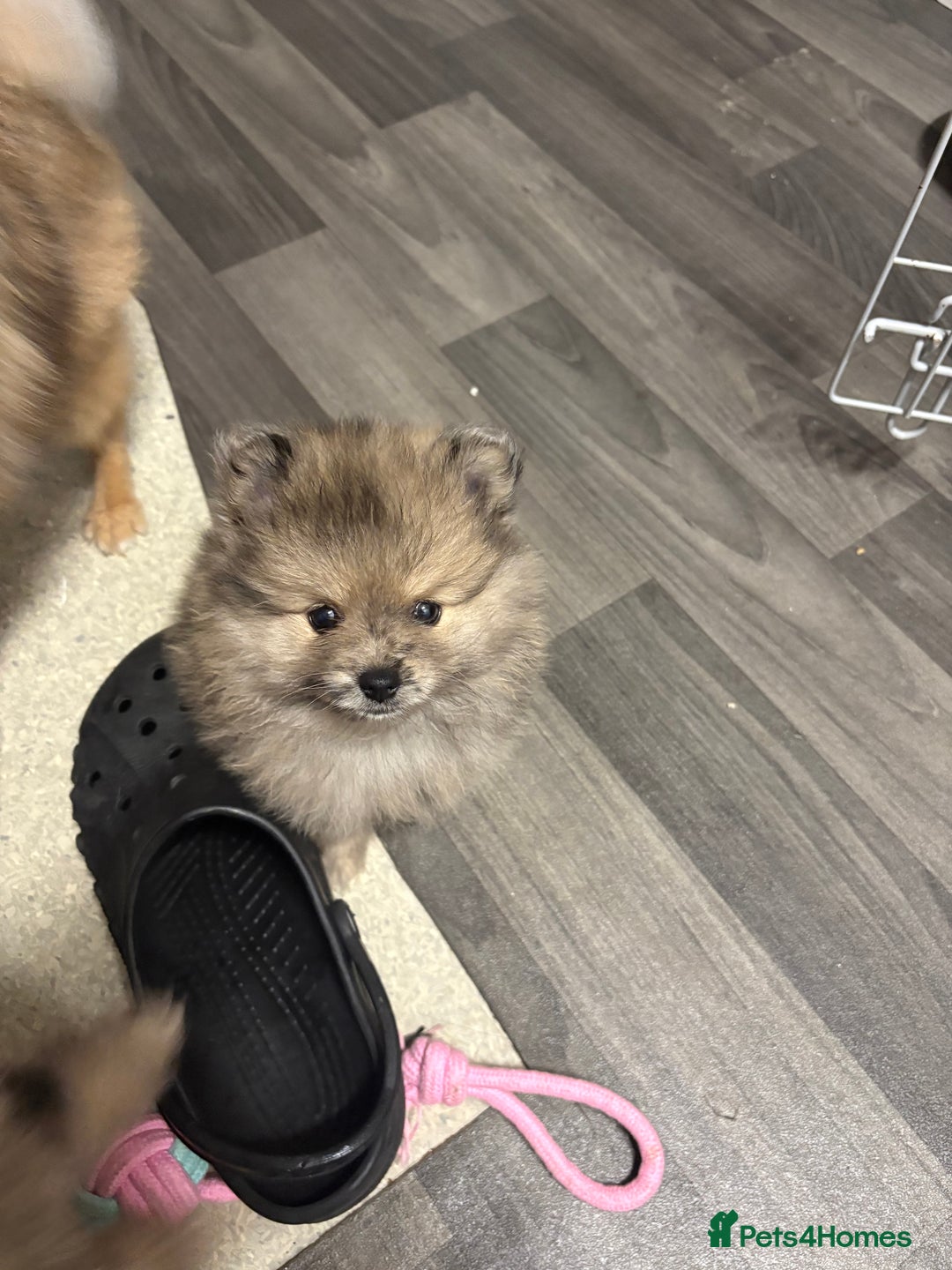 Pomeranian dogs for sale: Litter of pomeranians  - Advert 25