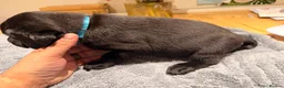 Labrador Retriever dogs for sale: Beautiful litter of Labrador Puppies  - Advert 9