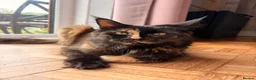 Maine Coon cats for sale: Maine Coon mixed kittens  - Advert 1