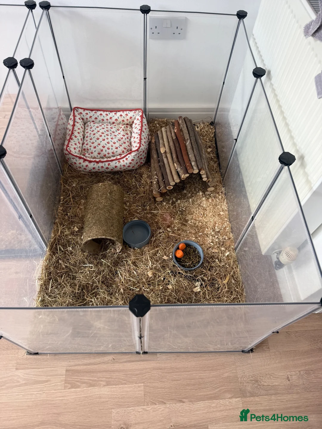 Guinea Pig rodents for sale: Baby male guinea pig for sale  in Truro - Advert 2
