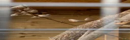 Finches birds for sale: Pied zebra finches  in Malvern - Advert 5