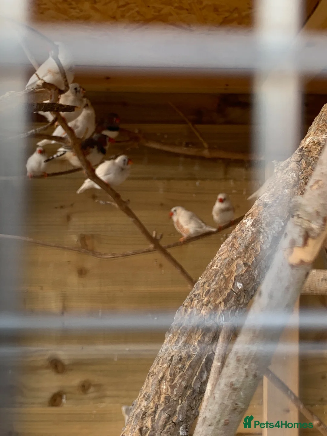 Finches birds for sale: Pied zebra finches  in Malvern - Advert 5