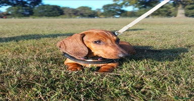 Dachshund dogs in Coventry - Advert 8